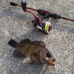 新タックルの鱗付け